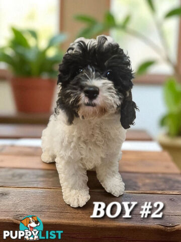 GORGEOUS TOY CAVOODLE PUPPIES 
