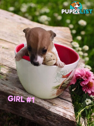 SPUNKY  TINY TACO TERRIER PUPPIES 