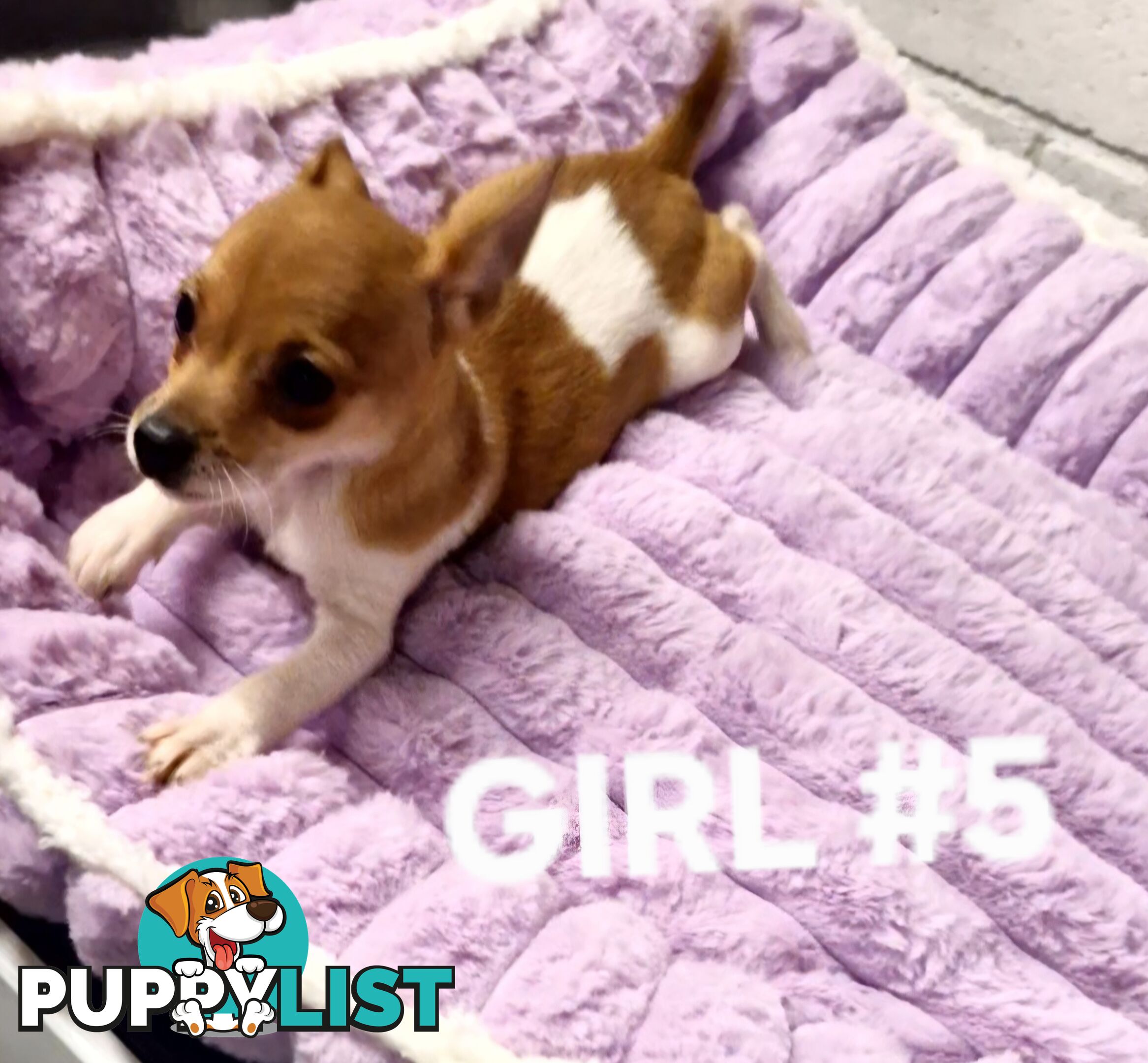SPUNKY  TINY TACO TERRIER PUPPIES 