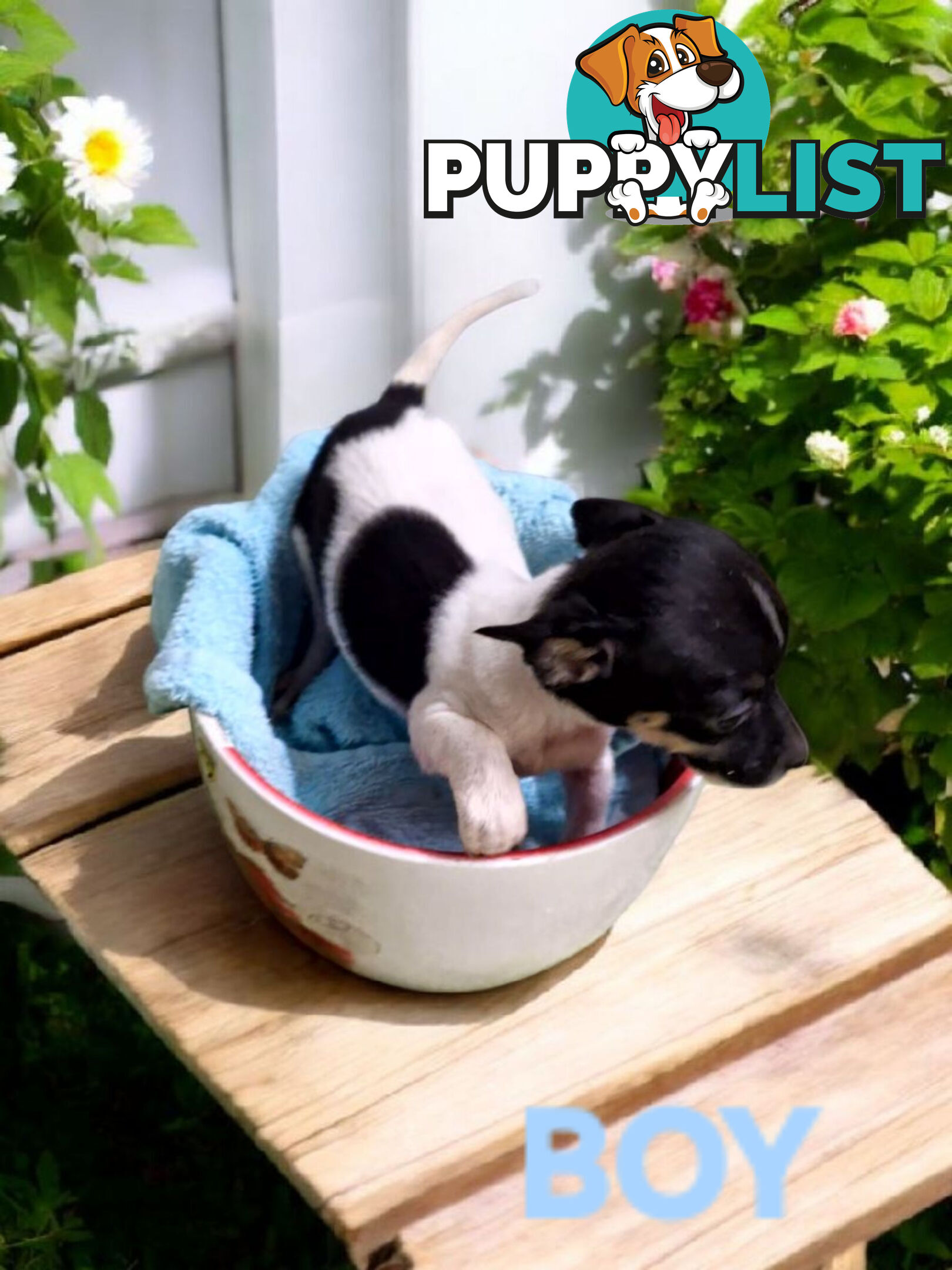 SPUNKY  TINY TACO TERRIER PUPPIES 