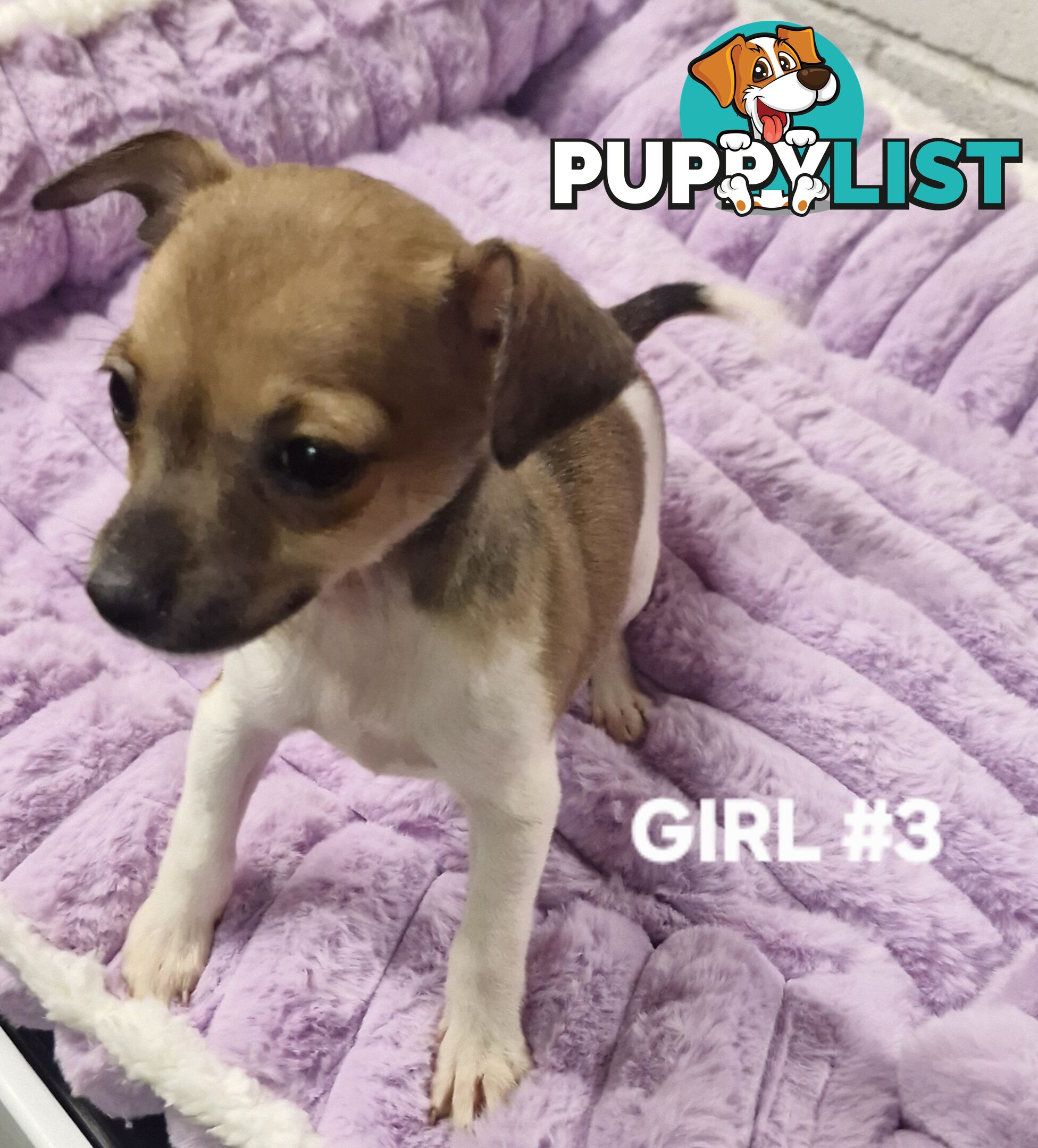 SPUNKY  TINY TACO TERRIER PUPPIES 