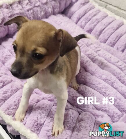 SPUNKY  TINY TACO TERRIER PUPPIES 