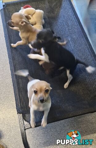 SPUNKY  TINY TACO TERRIER PUPPIES 