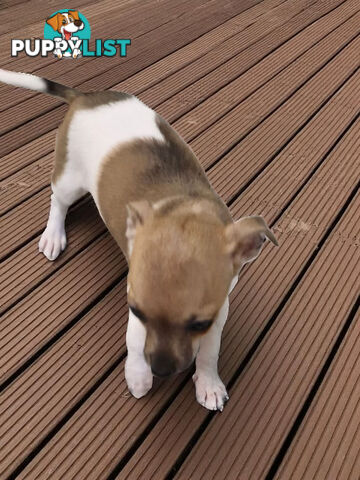 SPUNKY  TINY TACO TERRIER PUPPIES 