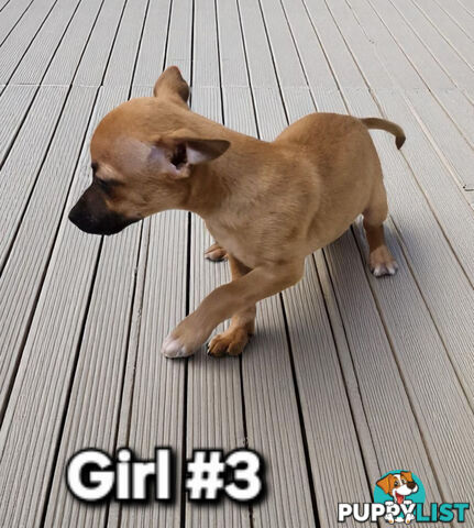SPUNKY  TINY TACO TERRIER PUPPIES 