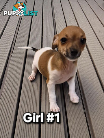 SPUNKY  TINY TACO TERRIER PUPPIES 
