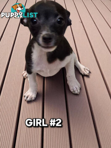 SPUNKY  TINY TACO TERRIER PUPPIES 
