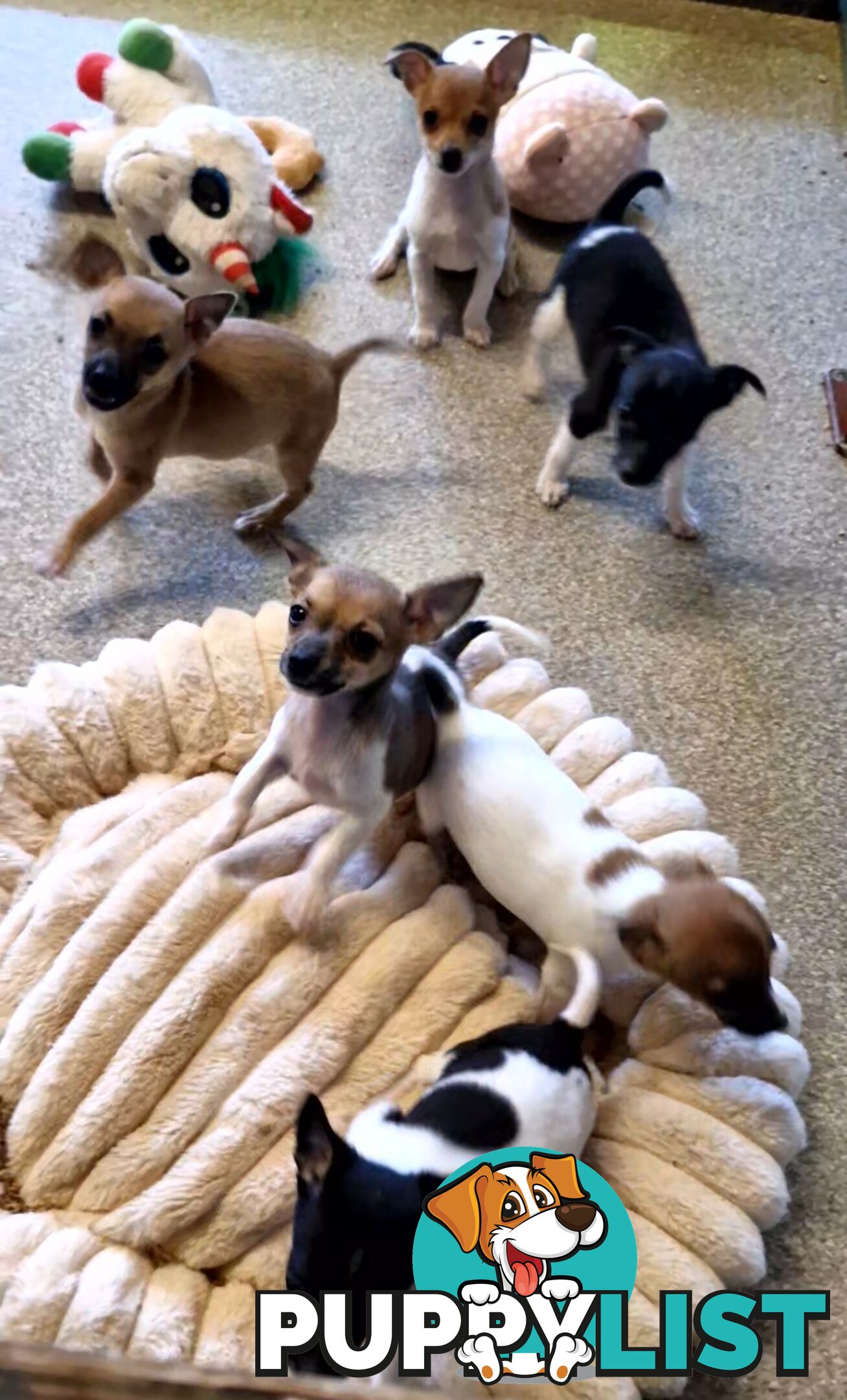 SPUNKY  TINY TACO TERRIER PUPPIES 