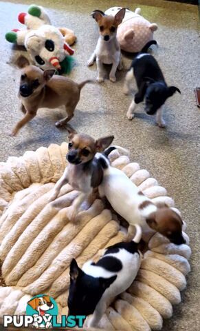 SPUNKY  TINY TACO TERRIER PUPPIES 