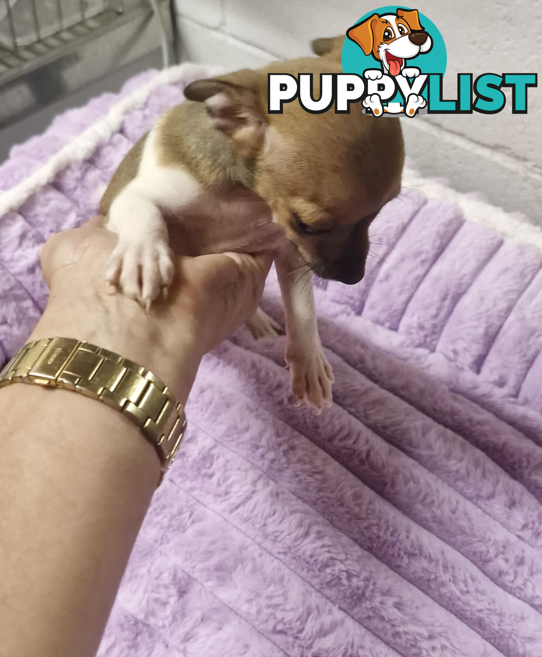 SPUNKY  TINY TACO TERRIER PUPPIES 