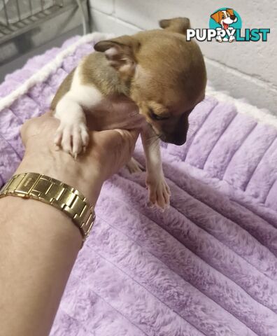 SPUNKY  TINY TACO TERRIER PUPPIES 