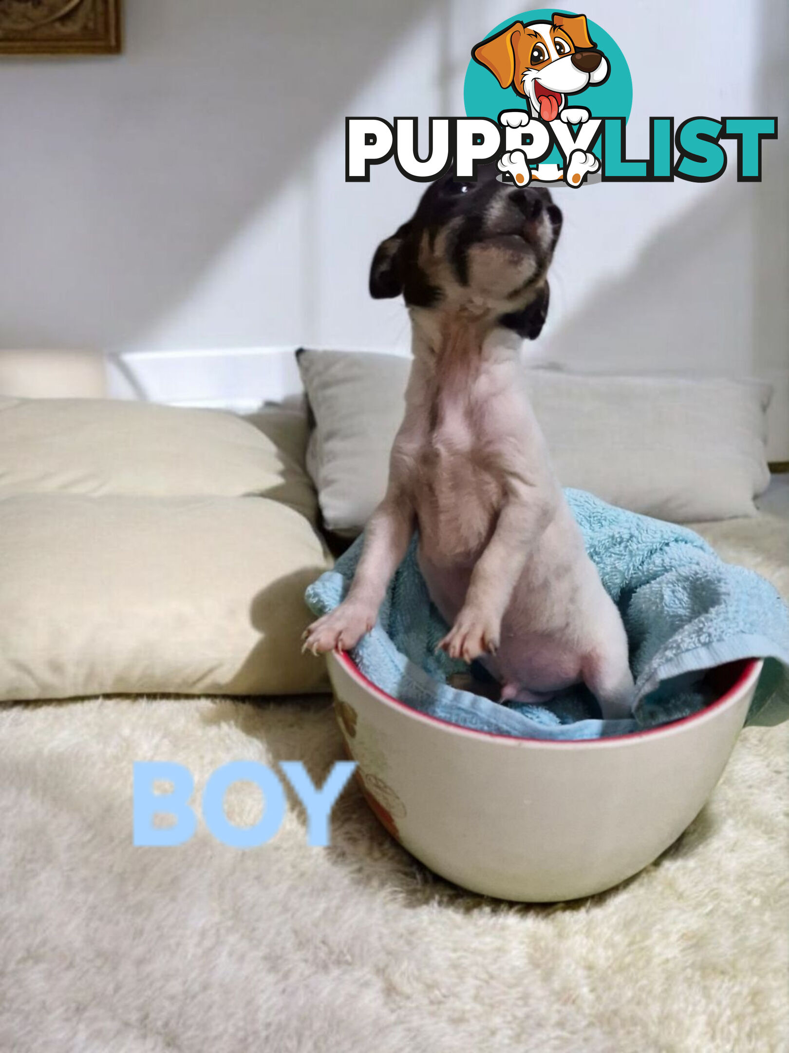 SPUNKY  TINY TACO TERRIER PUPPIES 