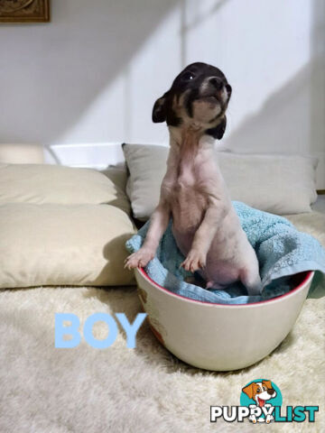 SPUNKY TACO TERRIER PUPPIES 