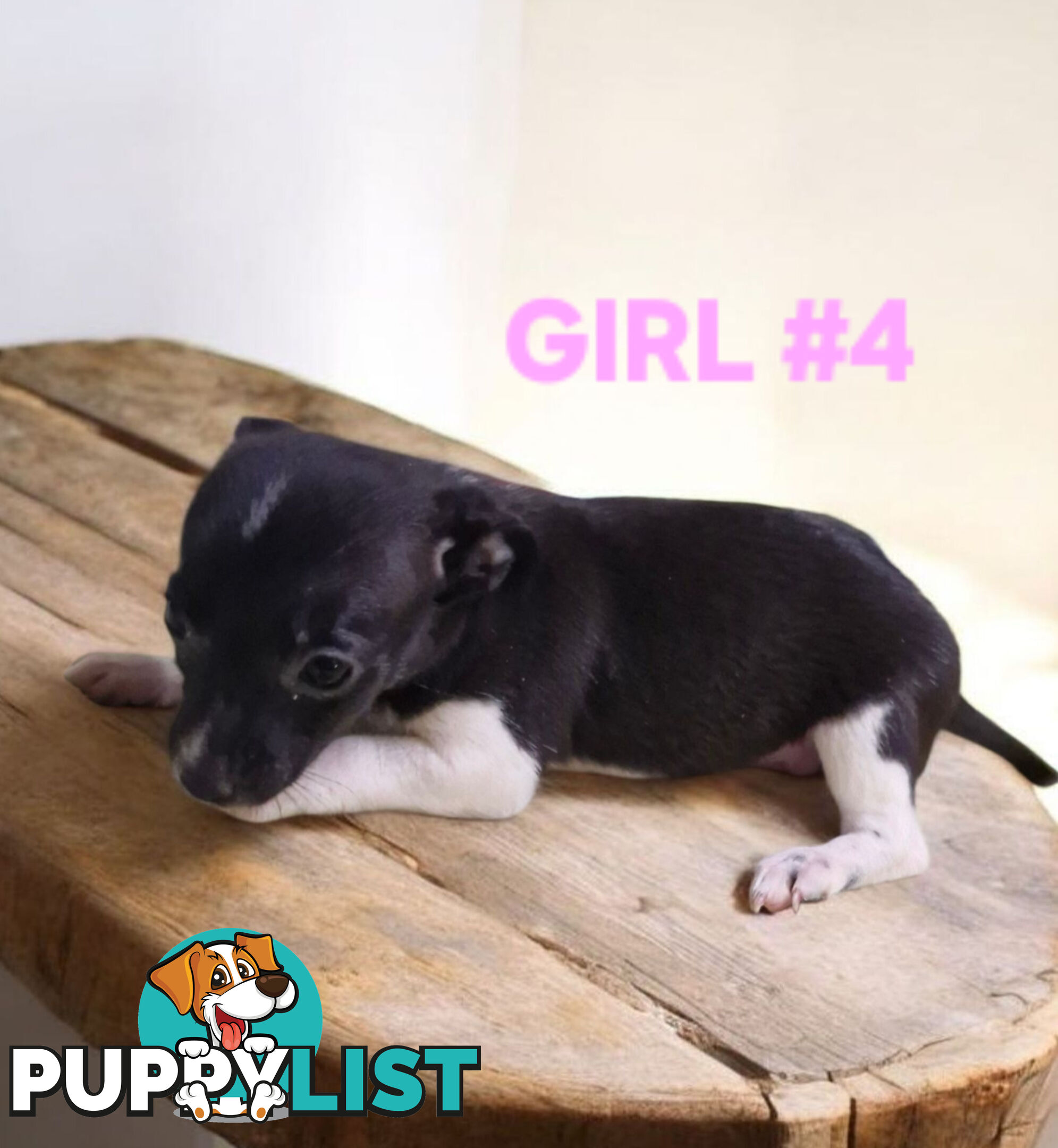 SPUNKY  TINY TACO TERRIER PUPPIES 