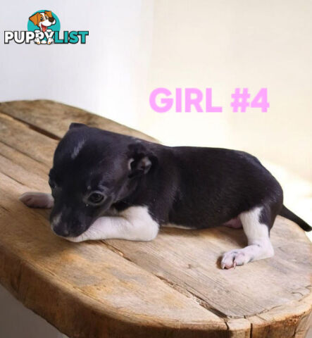 SPUNKY  TINY TACO TERRIER PUPPIES 