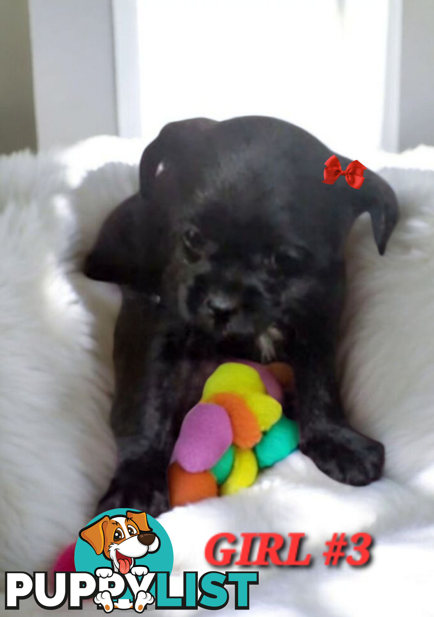 FUN-LOVING GORGEOUS PUG x POODLE PUPPIES
