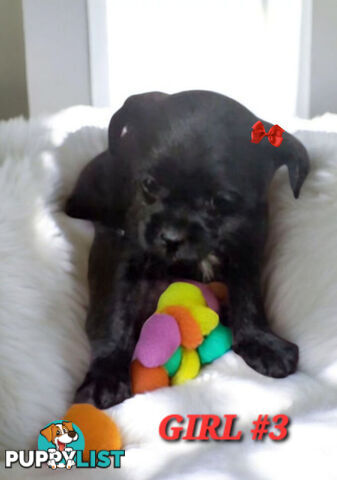 FUN-LOVING GORGEOUS PUG x POODLE PUPPIES