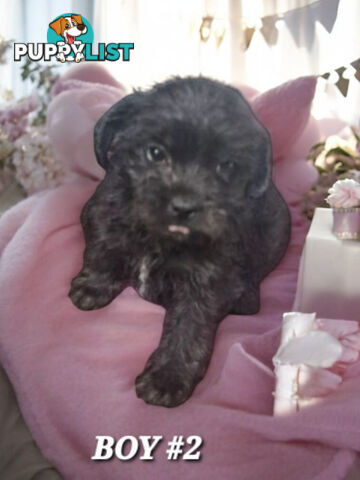 FUN-LOVING GORGEOUS PUG x POODLE PUPPIES