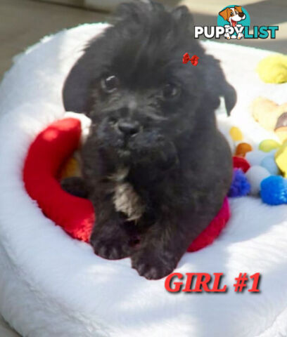 FUN-LOVING GORGEOUS PUG x POODLE PUPPIES