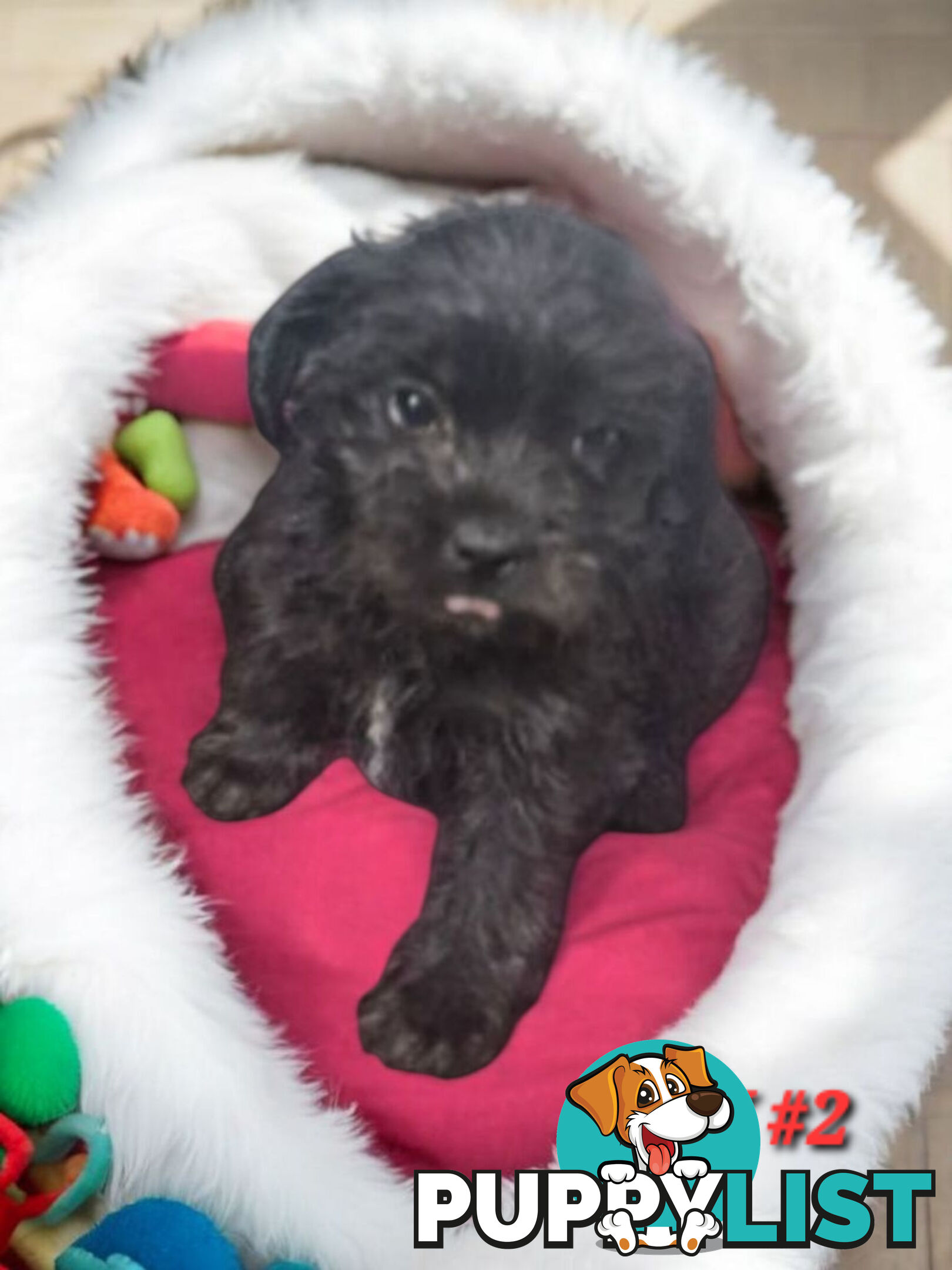 FUN-LOVING GORGEOUS PUG x POODLE PUPPIES