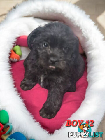 FUN-LOVING GORGEOUS PUG x POODLE PUPPIES