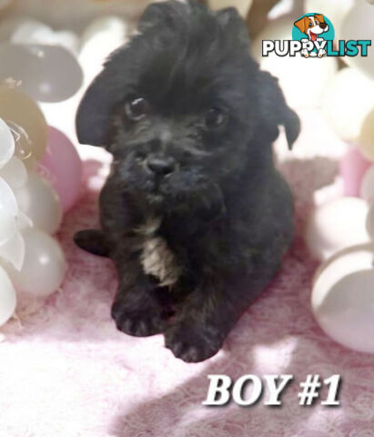 FUN-LOVING GORGEOUS PUG x POODLE PUPPIES
