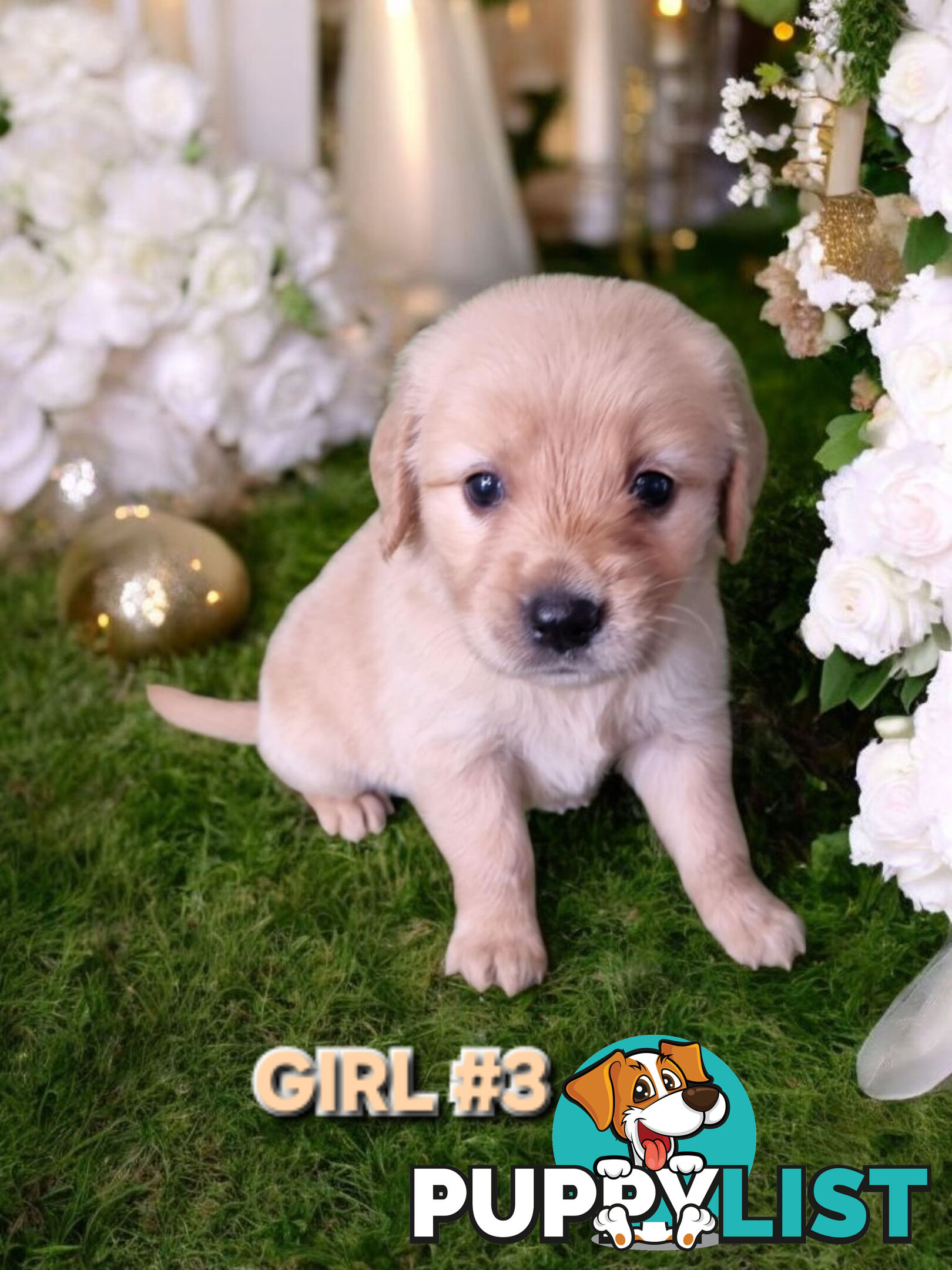 STUNNING PUREBRED GOLDEN RETREIVER PUPPIES