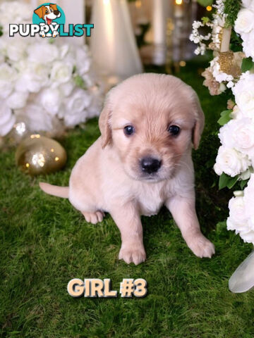 STUNNING PUREBRED GOLDEN RETREIVER PUPPIES