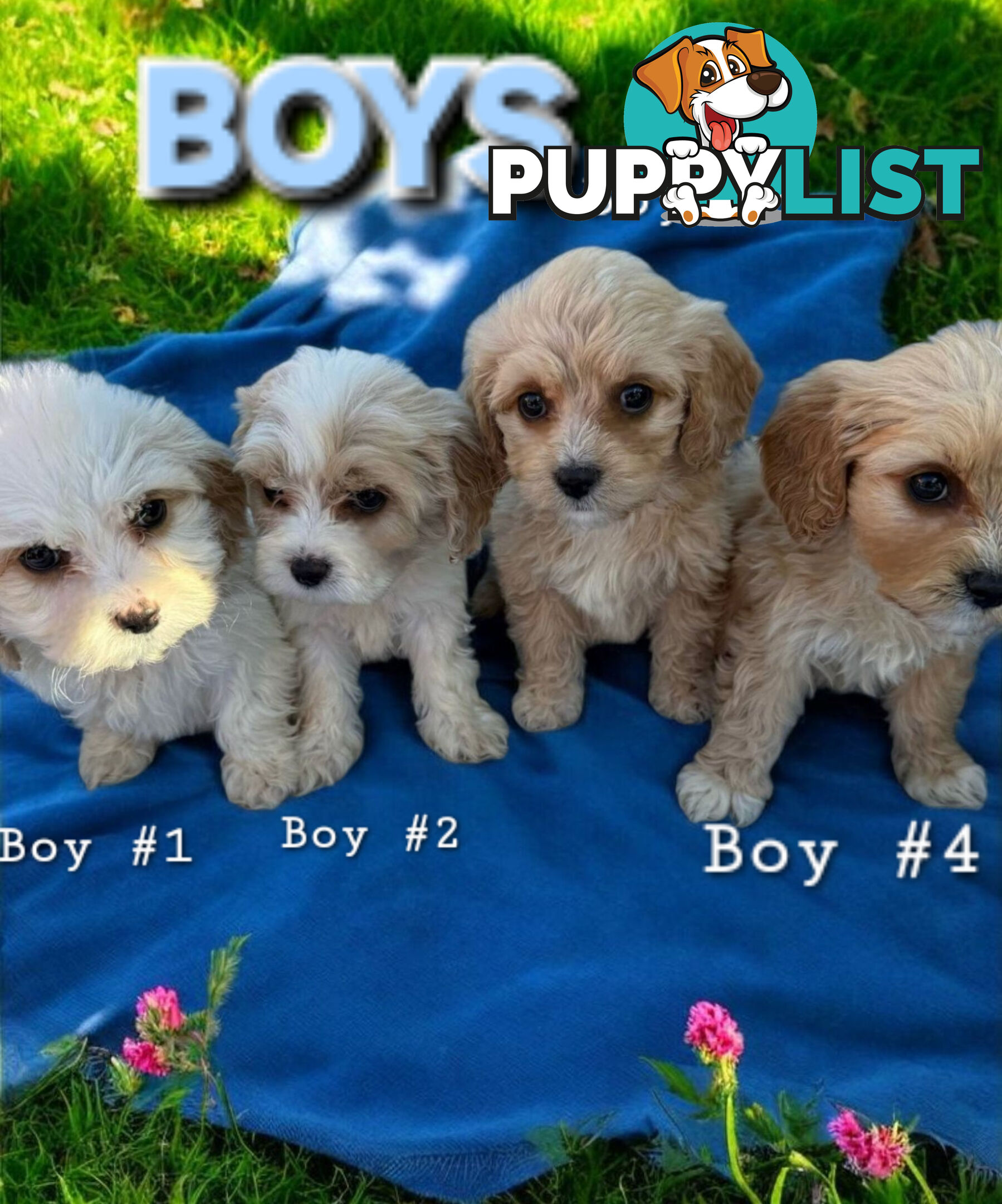 ADORABLE SWEET CAVACHON PUPPIES COMING SOON!!!