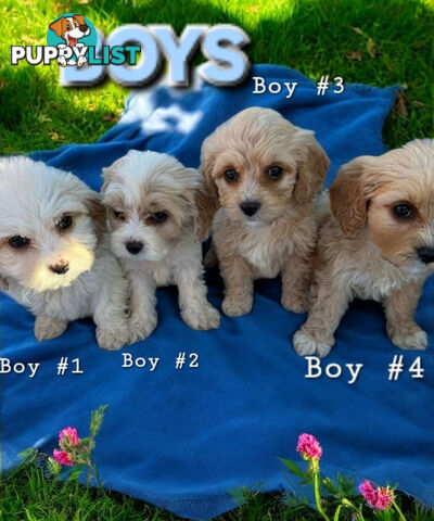 ADORABLE SWEET CAVACHON PUPPIES COMING SOON!!!