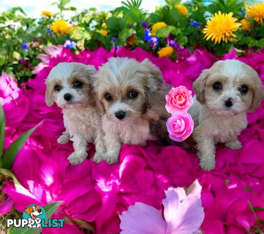 ADORABLE SWEET CAVACHON PUPPIES COMING SOON!!!