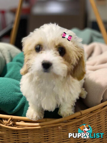 SWEET CAVACHON PUPPIES 