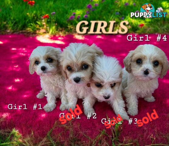 ADORABLE SWEET CAVACHON PUPPIES 