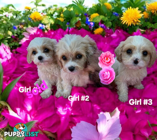 ADORABLE SWEET CAVACHON PUPPIES COMING SOON!!!