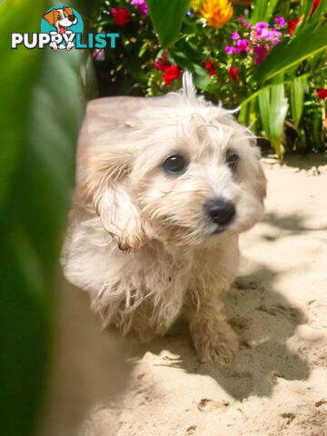 BEAUTIFUL SWEET CAVACHON PUPPIES 