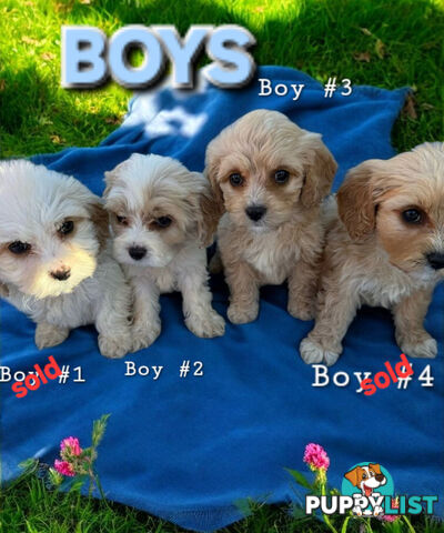 ADORABLE SWEET CAVACHON PUPPIES 