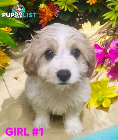 BEAUTIFUL SWEET CAVACHON PUPPIES 