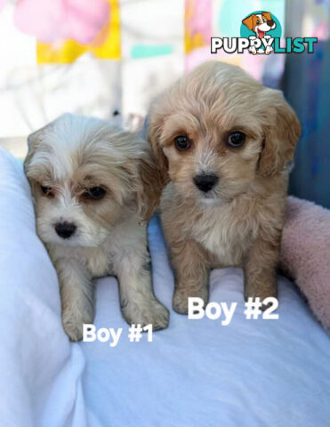 ADORABLE SWEET CAVACHON PUPPIES COMING SOON!!!