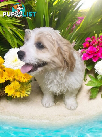 BEAUTIFUL SWEET CAVACHON PUPPIES 