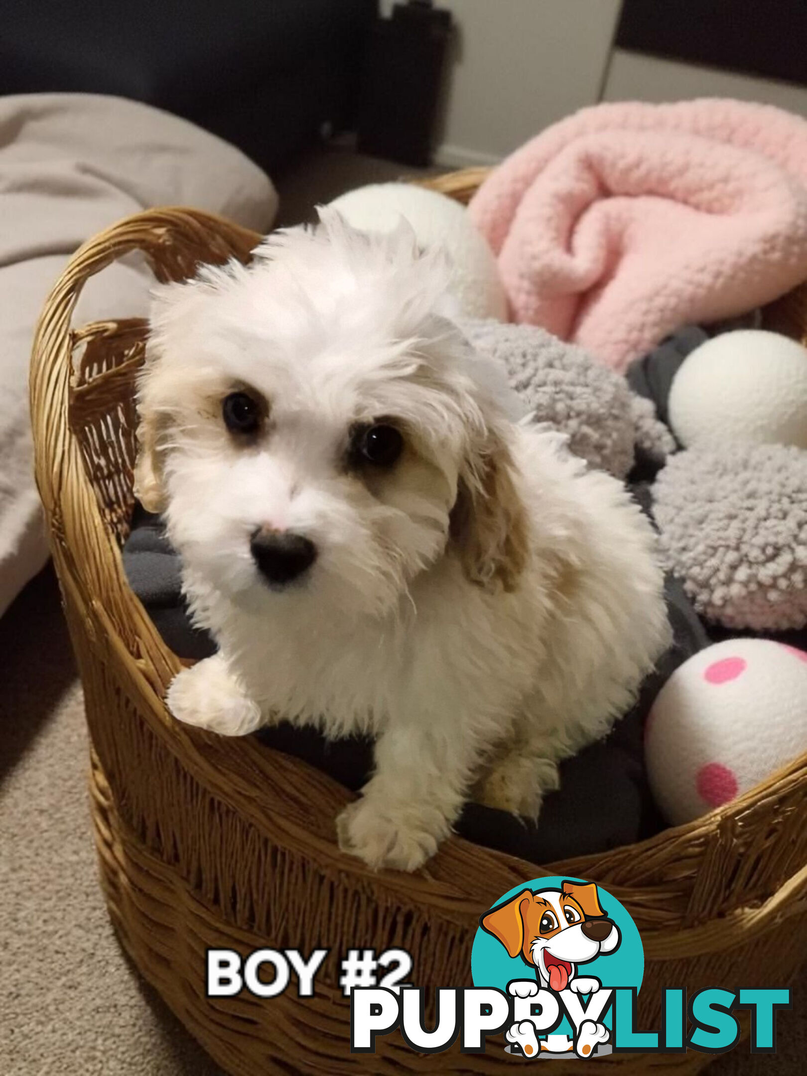 SWEET CAVACHON PUPPIES 