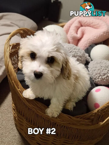 SWEET CAVACHON PUPPIES 