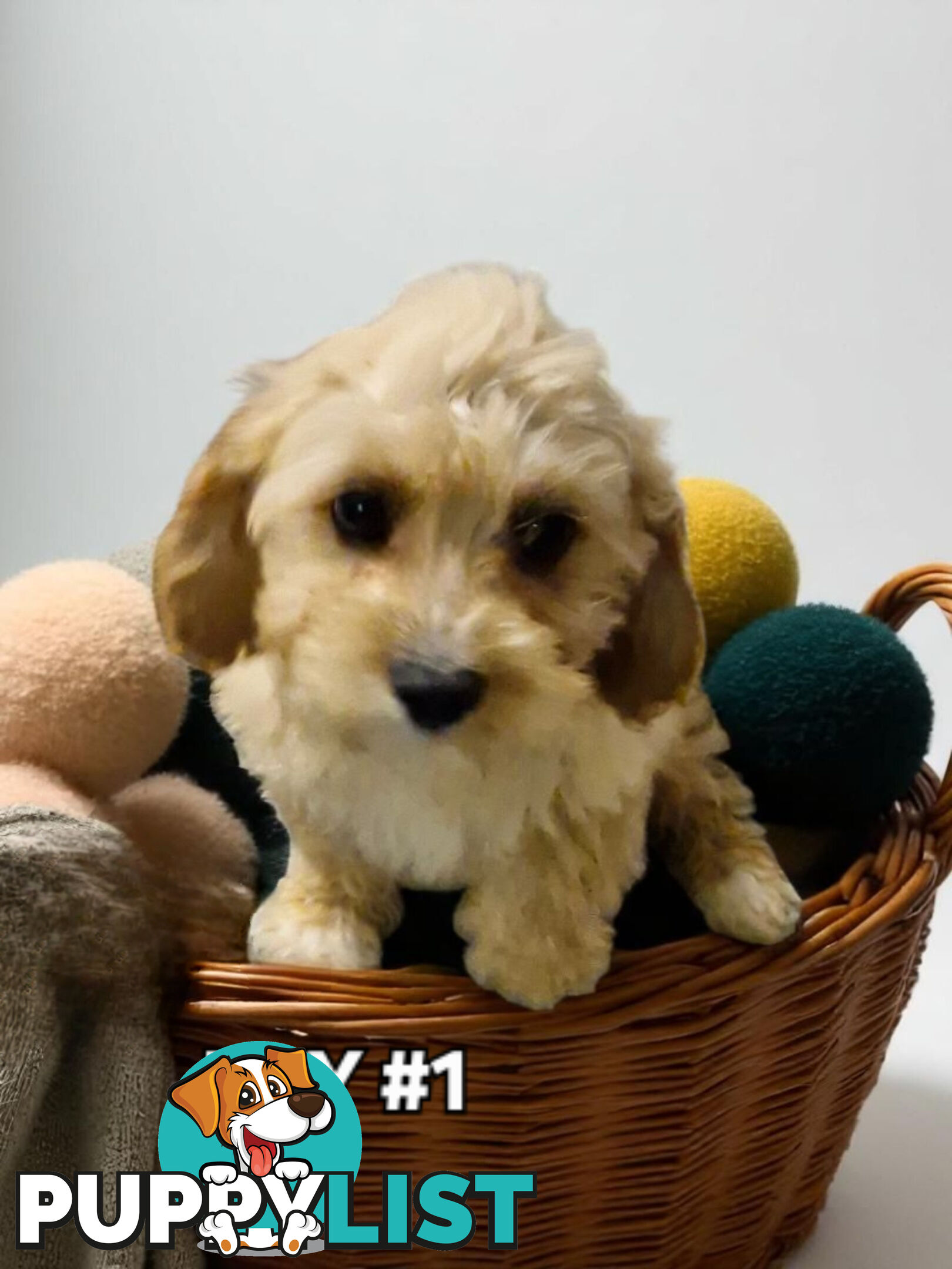 SWEET CAVACHON PUPPIES 
