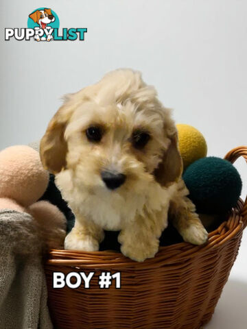 SWEET CAVACHON PUPPIES 