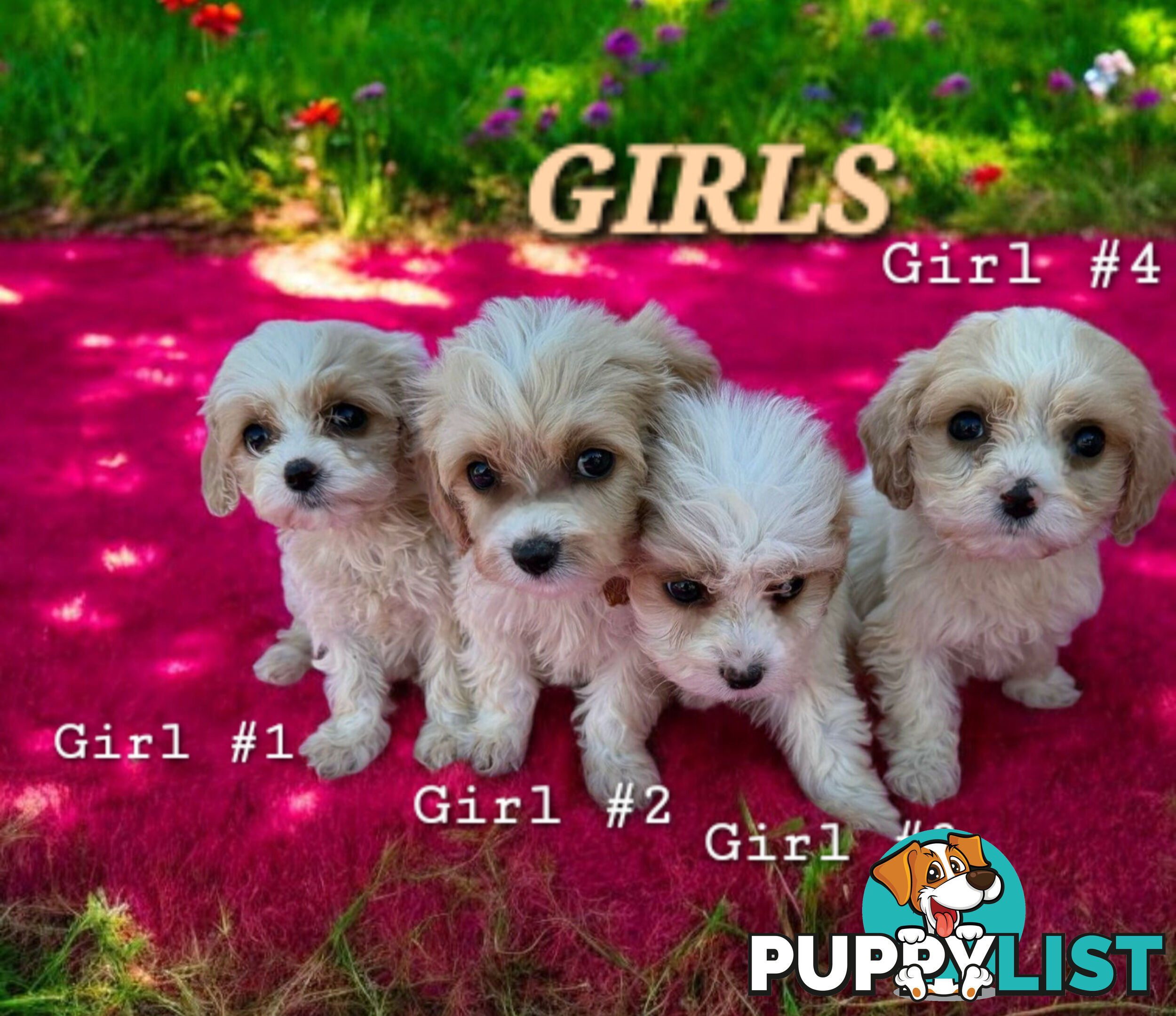 ADORABLE SWEET CAVACHON PUPPIES COMING SOON!!!