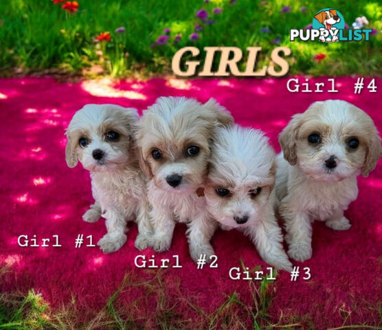 ADORABLE SWEET CAVACHON PUPPIES COMING SOON!!!