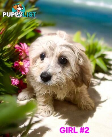 BEAUTIFUL SWEET CAVACHON PUPPIES 