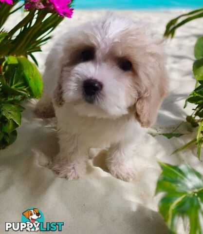 LAST ADORABLE CAVACHON BOY