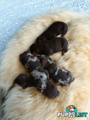 ADORABLE MINIATURE PUREBRED DASCHUND PUPPIES COMING!!!!