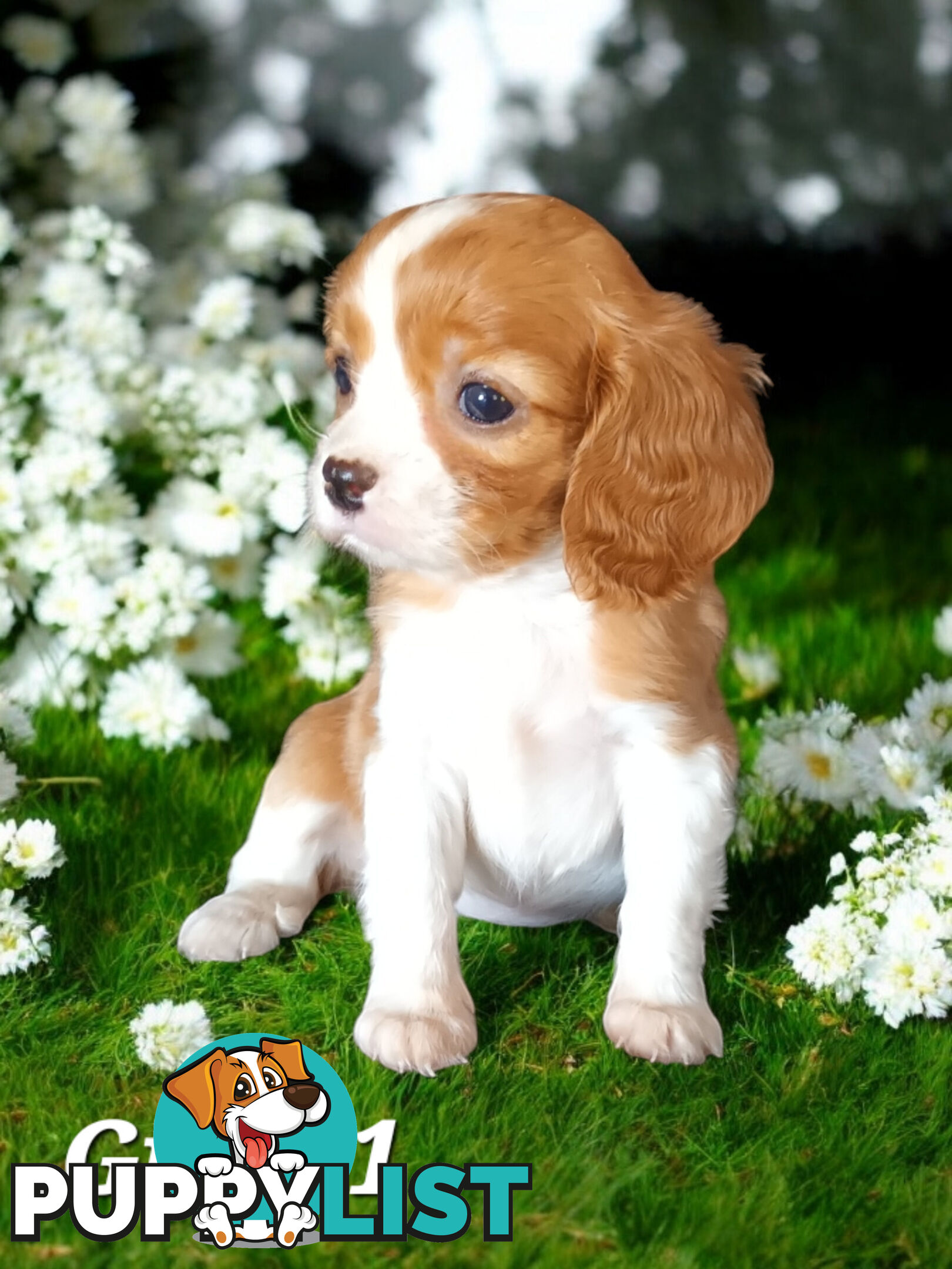 ADORABLE BEAGLIER PUPPIES  