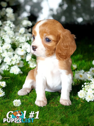 ADORABLE BEAGLIER PUPPIES  